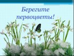 Первоцветы заставка